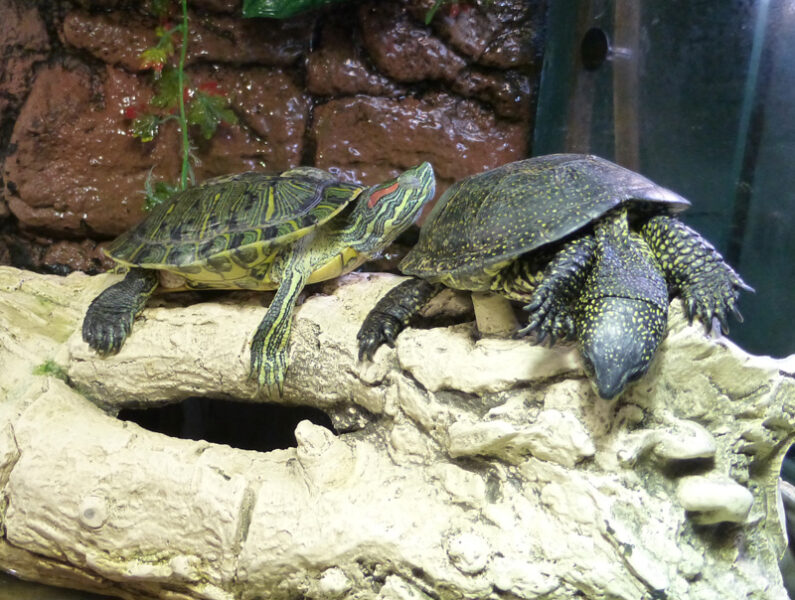 Океанариум Sochi Discovery World Aquarium. Туристический портал «Визит Сочи» - VizitSochi.ru